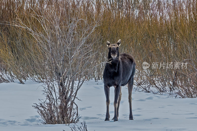 在怀俄明州黄石国家公园的冬雪中，驼鹿，Alces Alces。在深雪中行走。